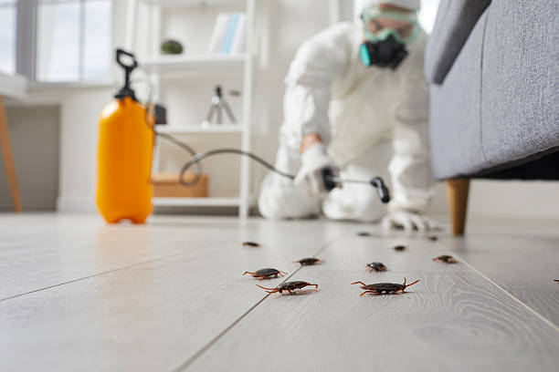 Post-Treatment Bed Bug Interceptor Monitoring in Amberley